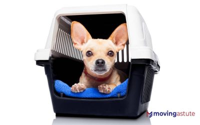 6 Best Pet Shipping Companies of 2024