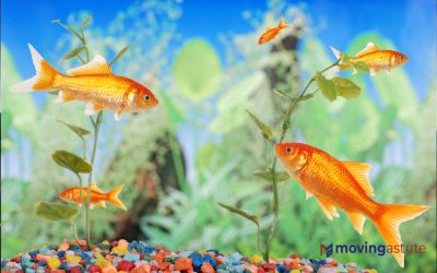 Steps to Safely Moving a Fish Tank
